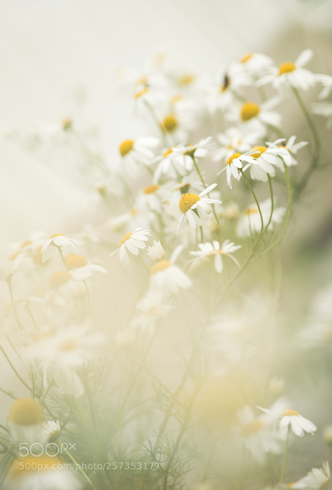 Nikon D800E sample photo. Chamomile flowers photography