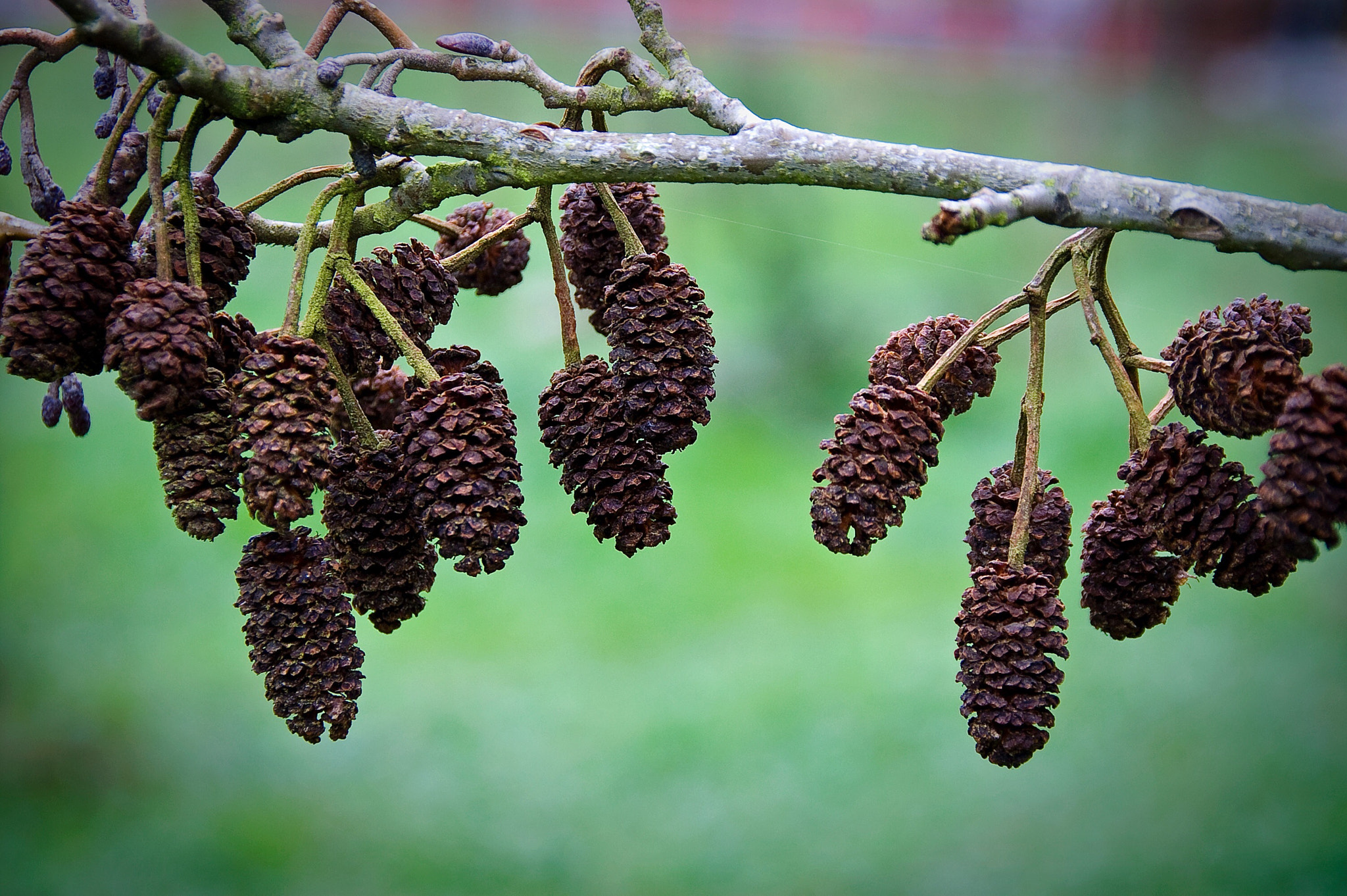 KONICA MINOLTA DYNAX 5D sample photo. Alder fruits photography