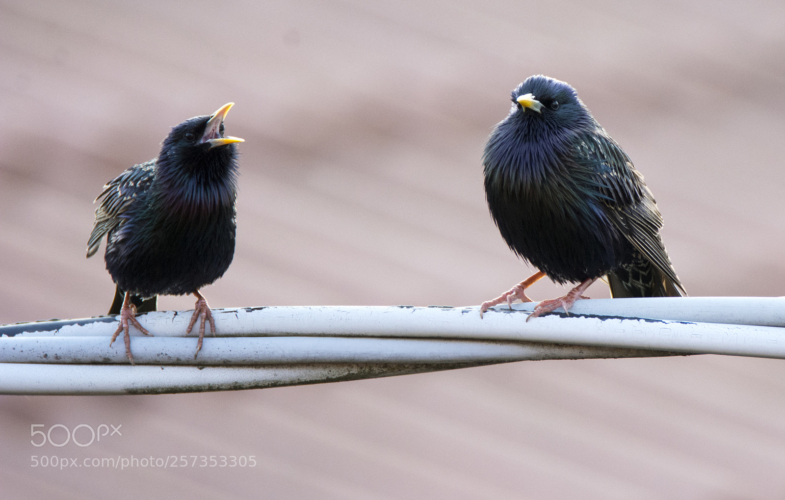 Nikon D7100 sample photo. Starlings photography