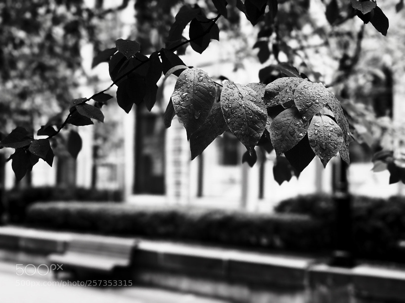 Apple iPhone X sample photo. Untitled photography