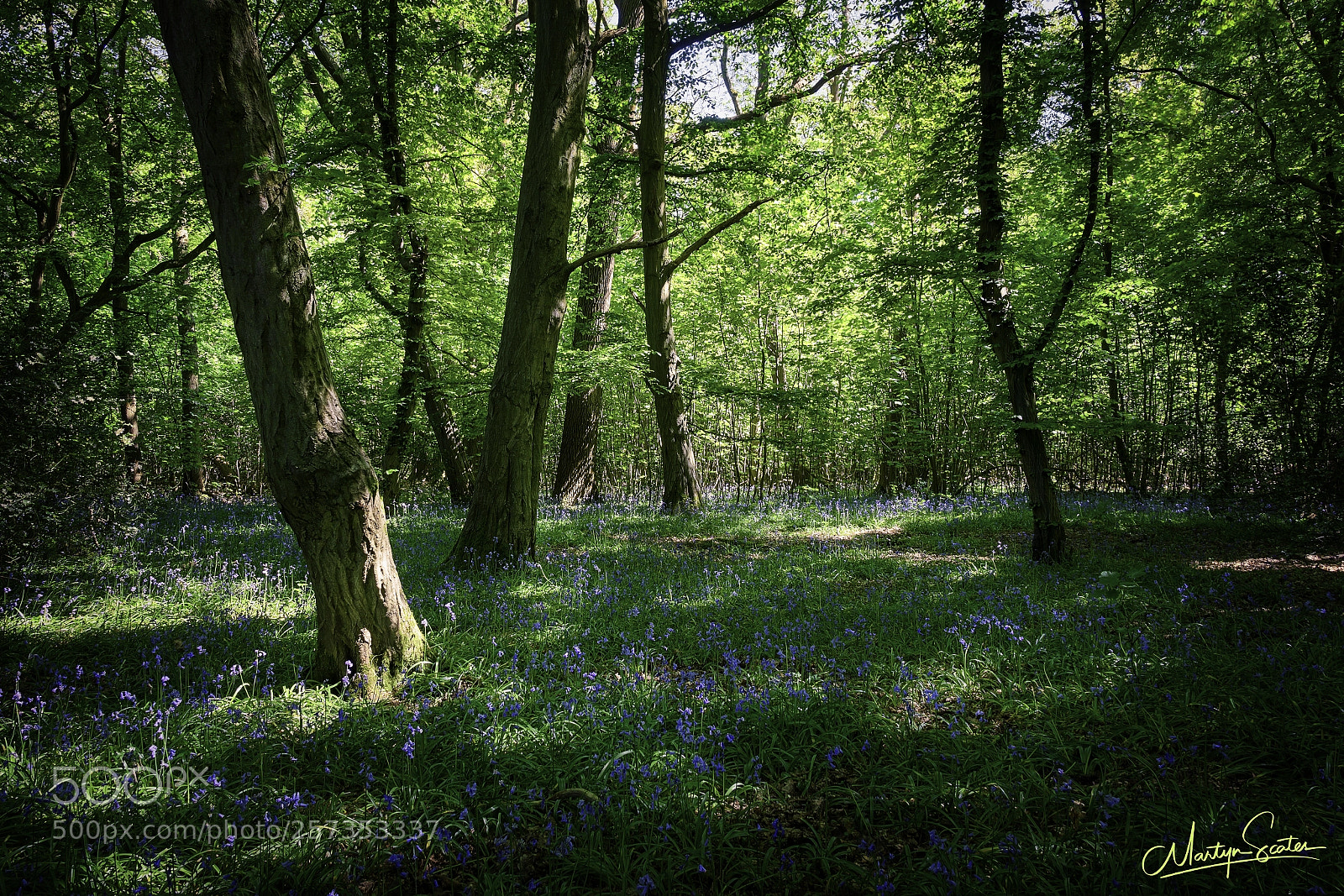 Sony a6000 sample photo. Bluebells on bookham common photography
