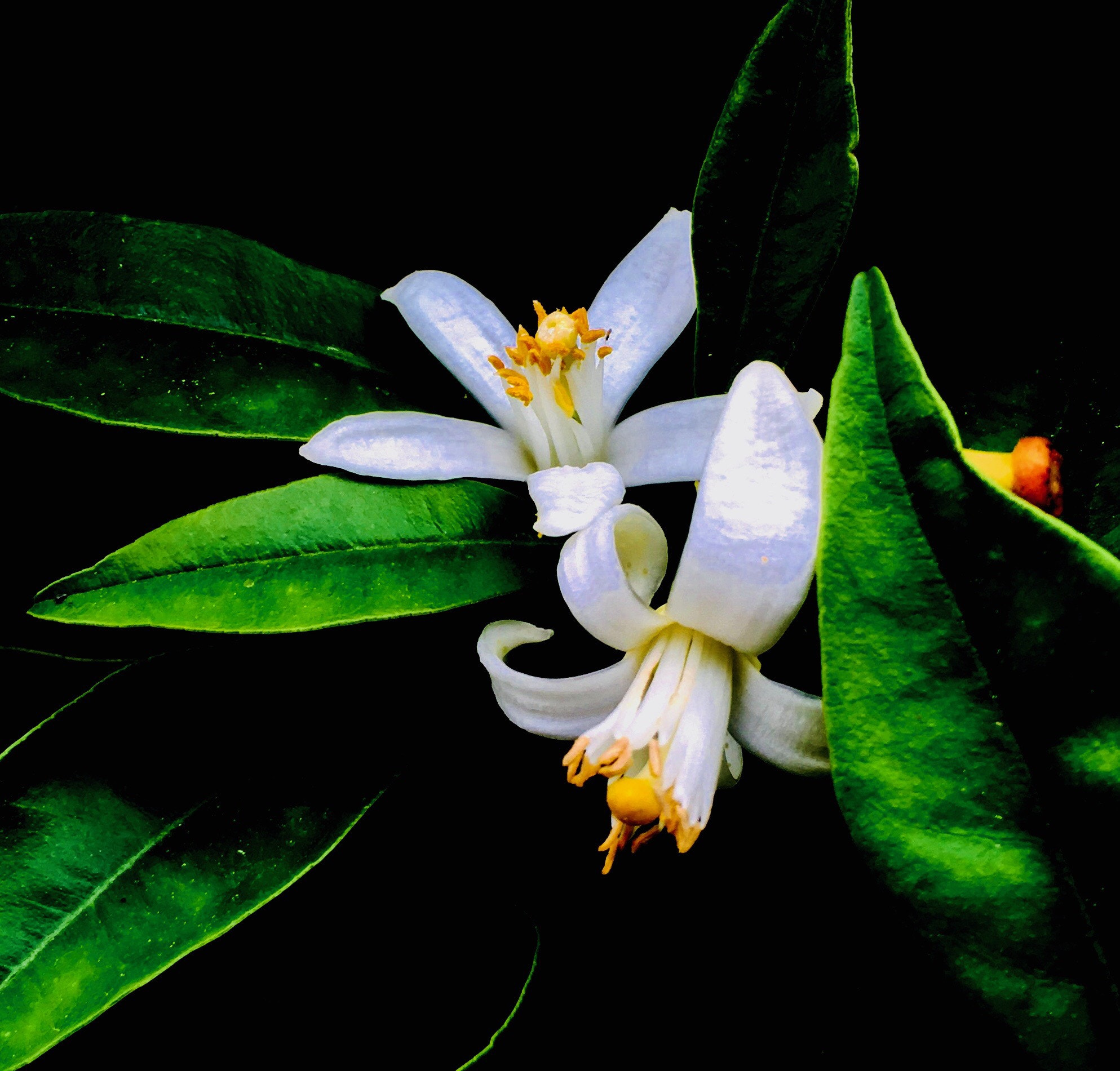 Apple iPad Pro sample photo. Lemon flower photography