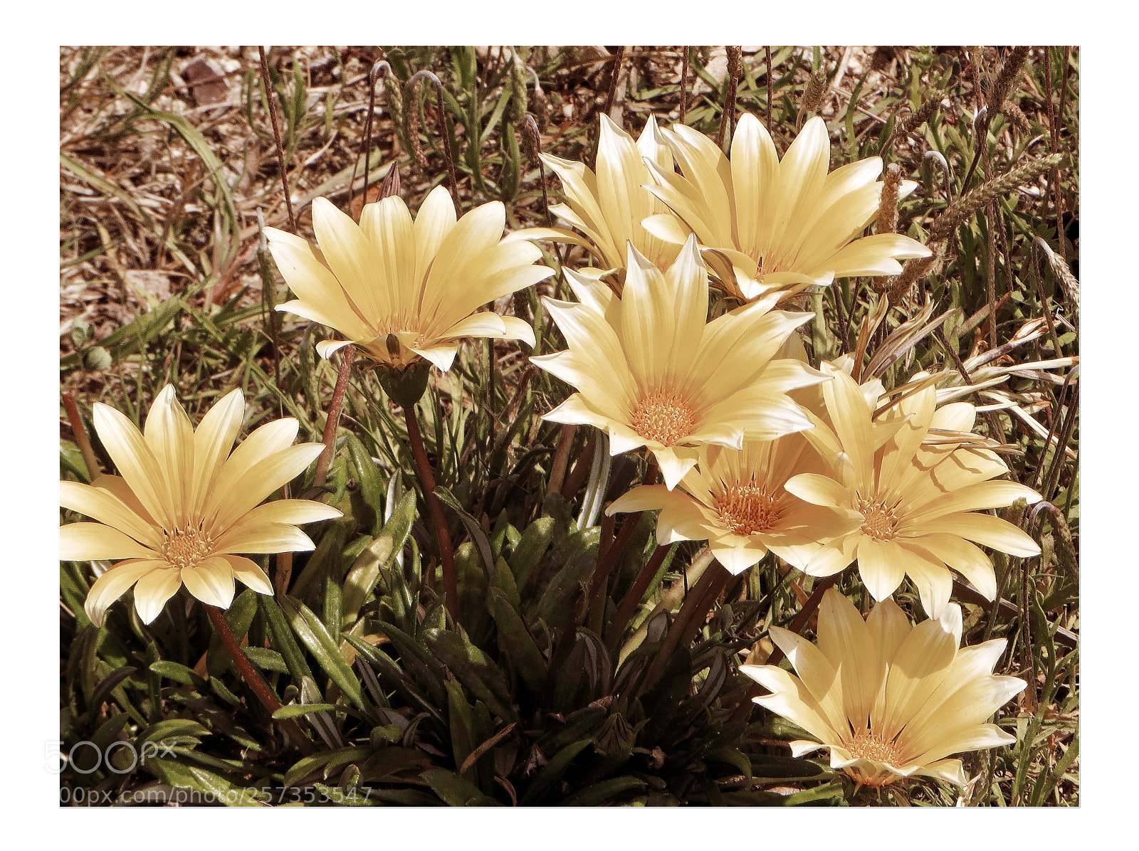 Canon PowerShot SX240 HS sample photo. Mittagsblumen photography