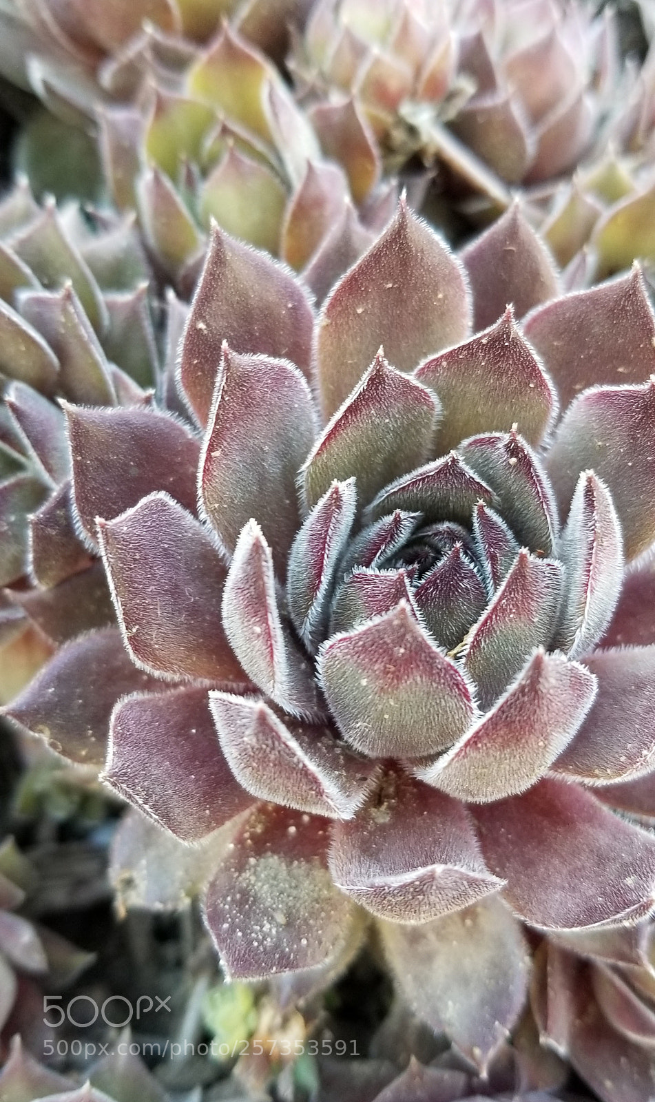 Samsung Galaxy S8 sample photo. Untitled photography