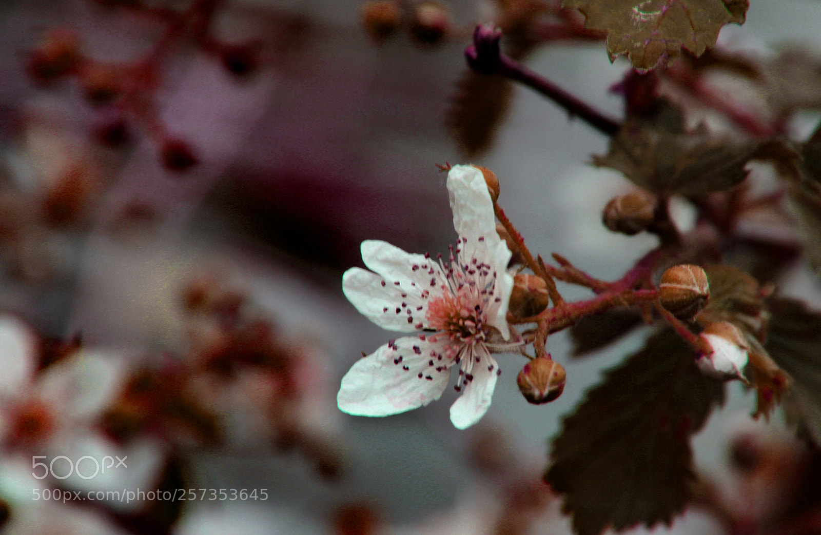 Canon EOS 600D (Rebel EOS T3i / EOS Kiss X5) sample photo. Blossom photography