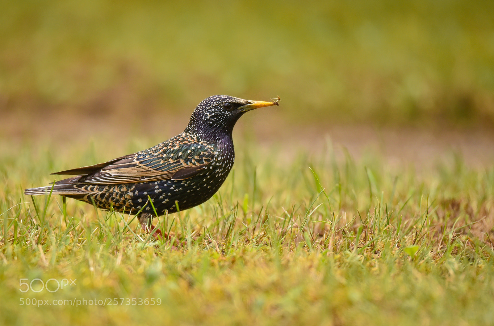 Nikon D750 sample photo. European starling photography
