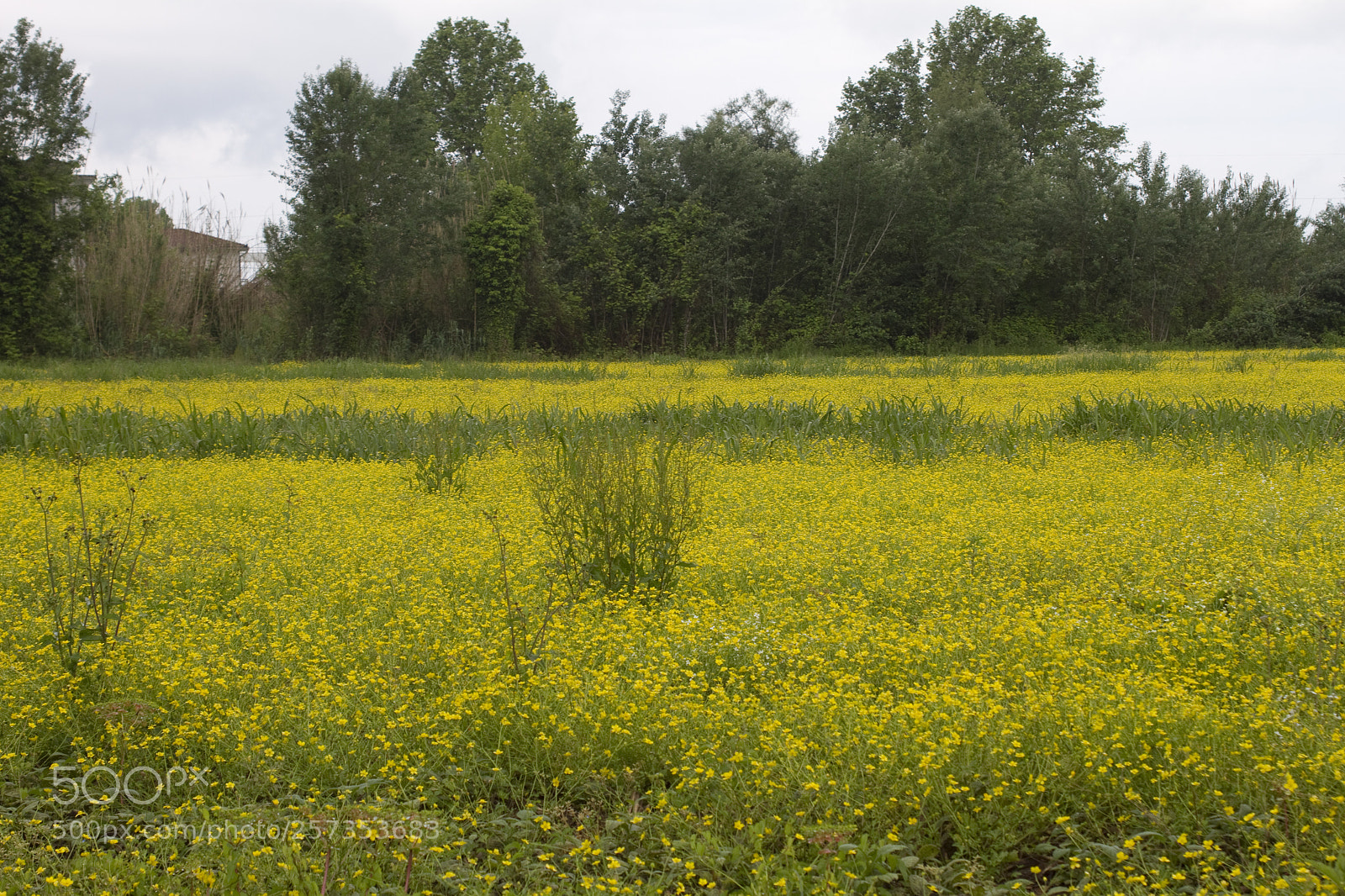 Canon EOS 7D sample photo. A sea of buttercups photography