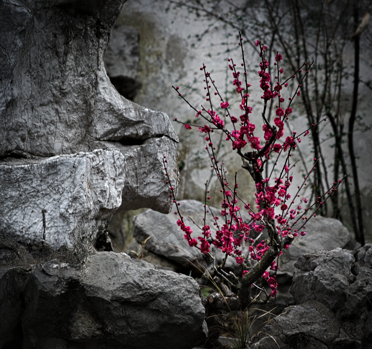 Nikon D3100 sample photo. Blooming stones photography