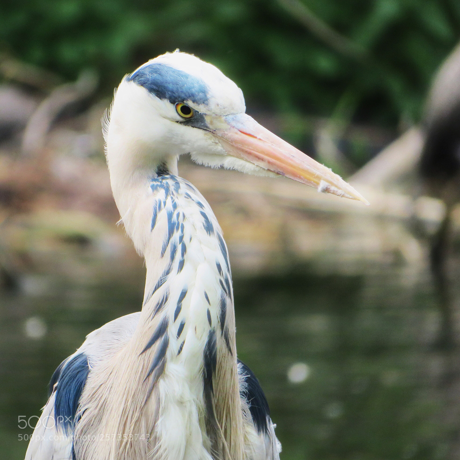 Canon PowerShot SX720 HS sample photo. Grey heron  photography