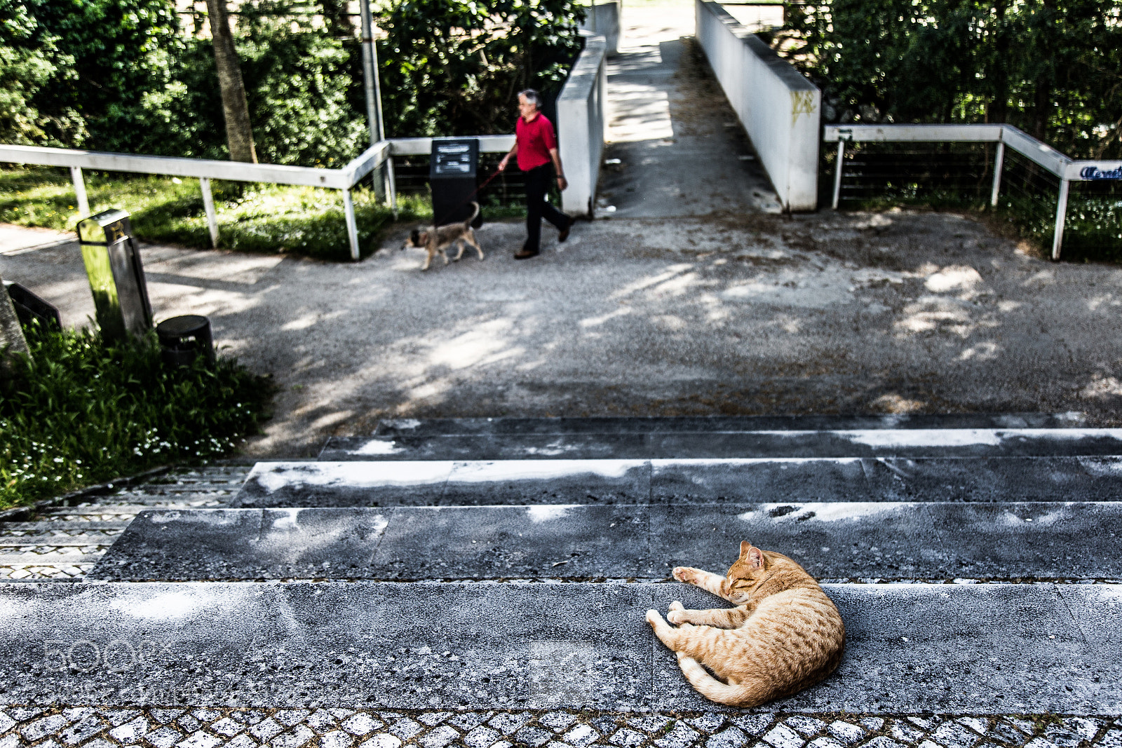 Canon EOS 6D sample photo. The difference between cats photography