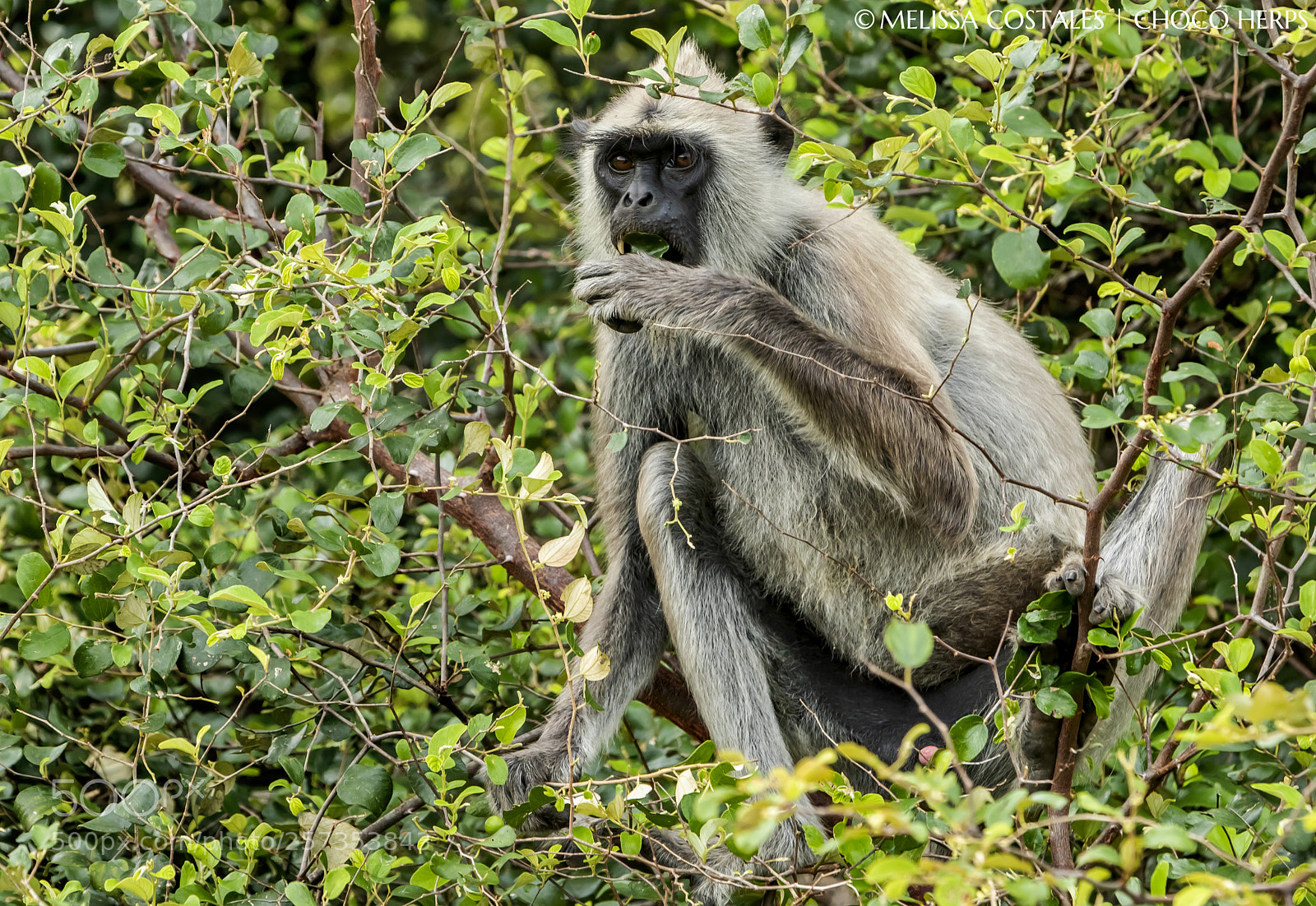 Canon EOS 7D Mark II sample photo. Tufted gray langur photography