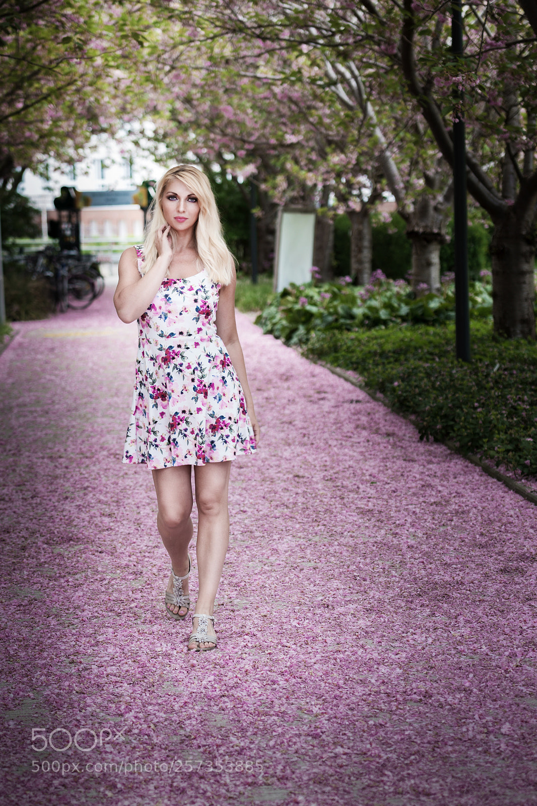 Nikon D750 sample photo. A way of cherry photography