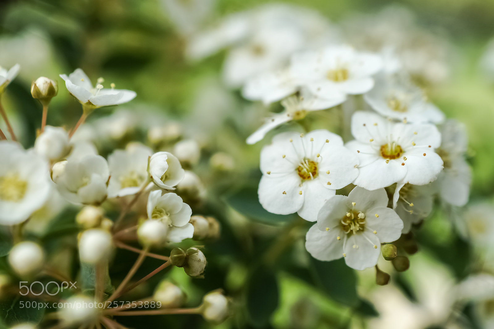 Sony SLT-A58 sample photo. *** blossom *** photography