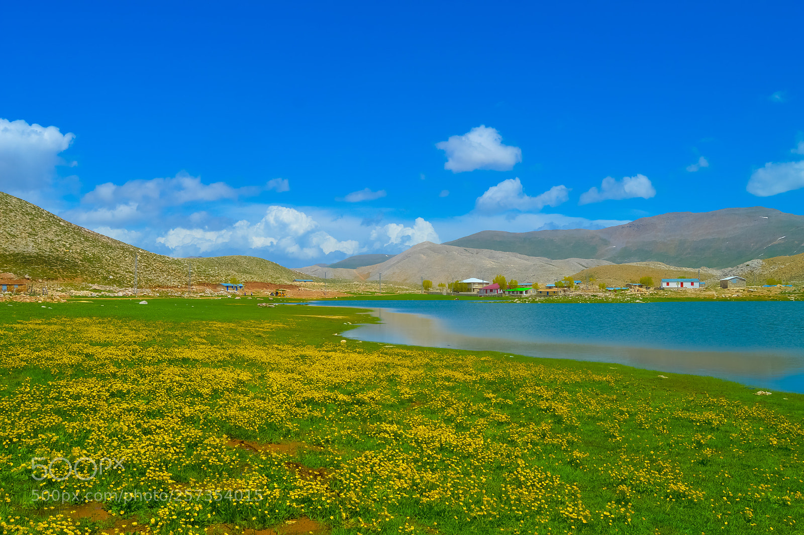 Nikon D3200 sample photo. Spring yellow photography