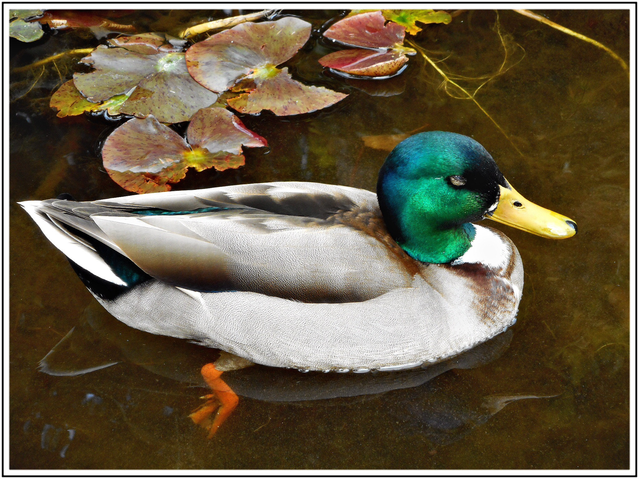 Nikon Coolpix S3700 sample photo. Le canard colvert  photography