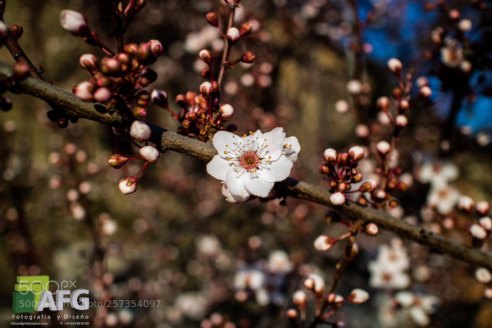 Canon EOS M3 sample photo. Img photography