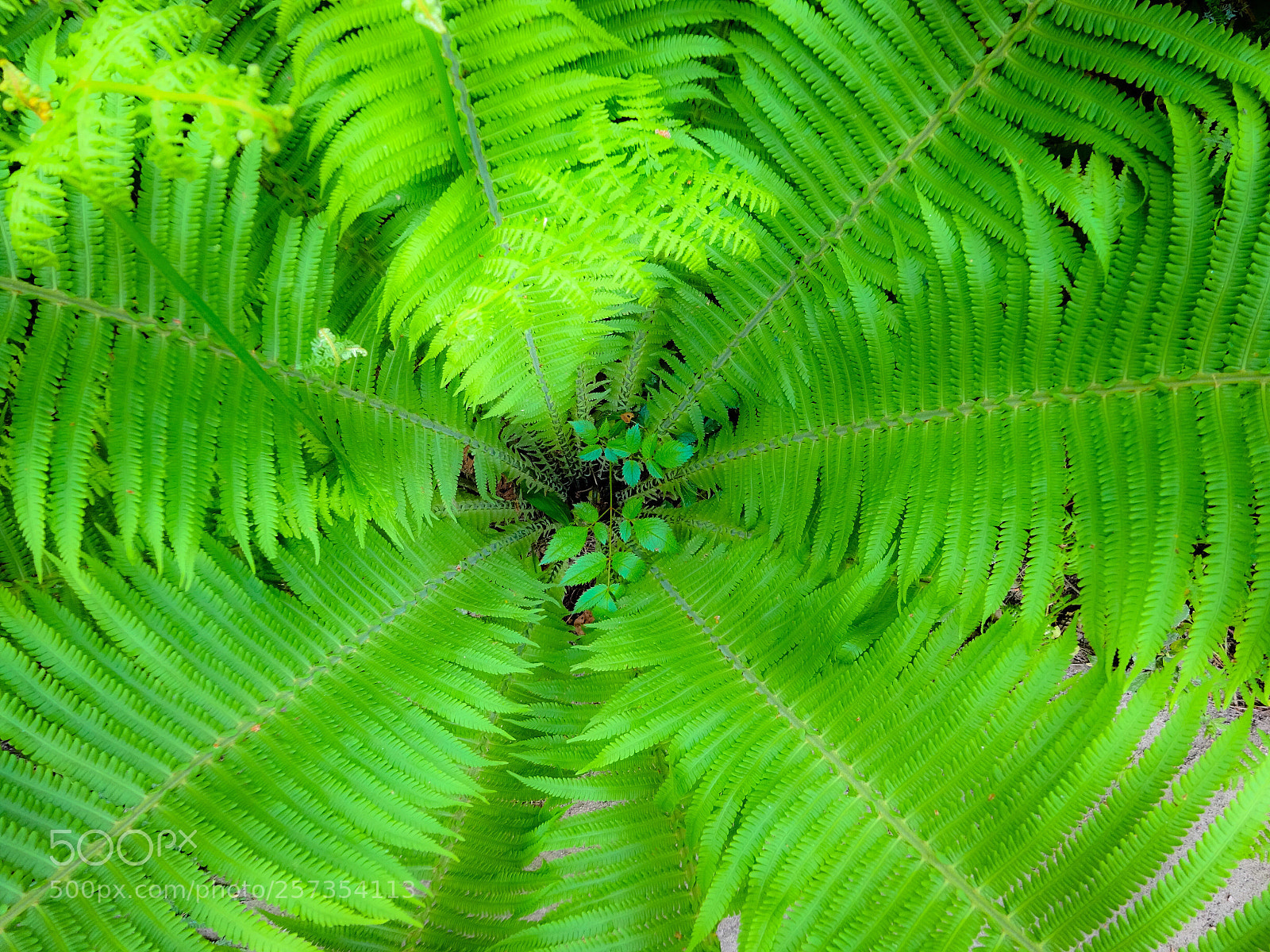 Sony Cyber-shot DSC-WX350 sample photo. Green dream  photography