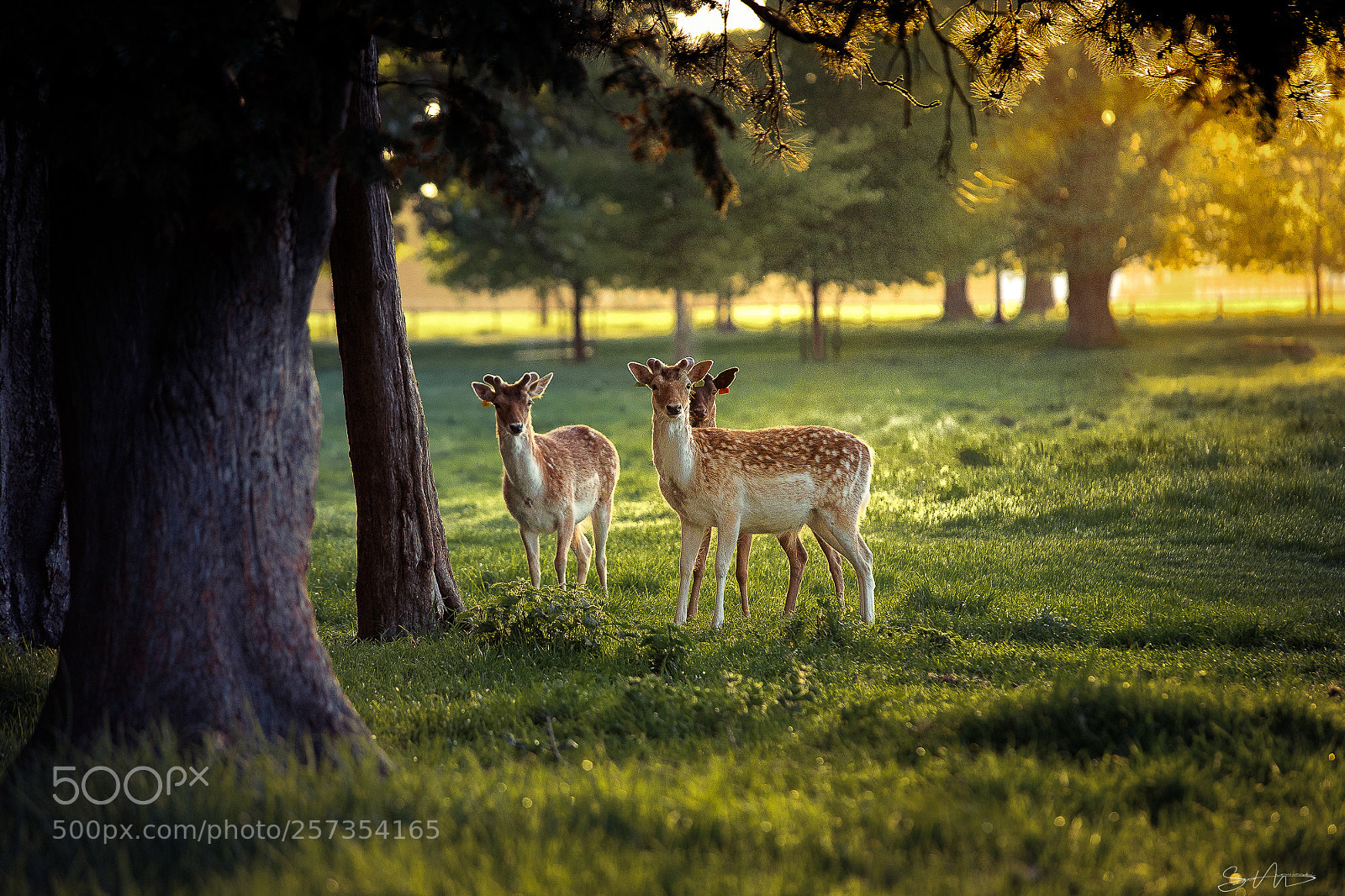 Canon EOS 5D Mark IV sample photo. Early morning photography