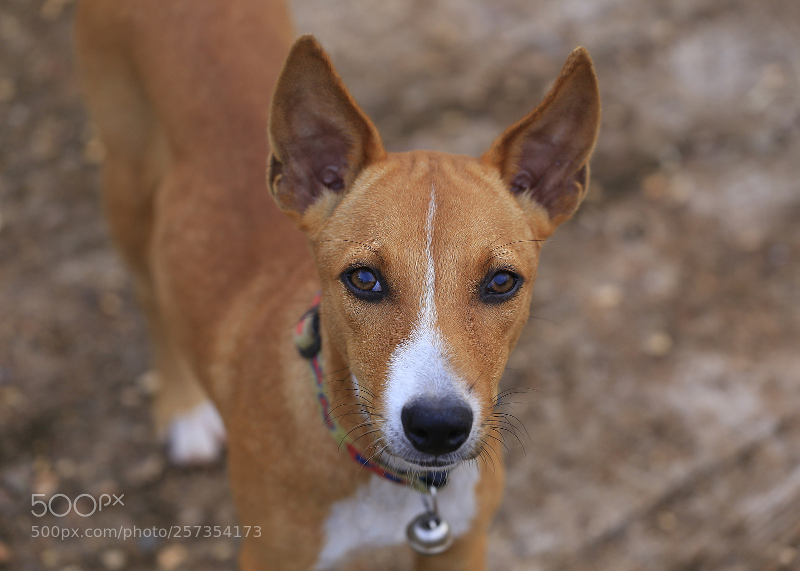 Canon EOS 6D sample photo. I'm a dog photography