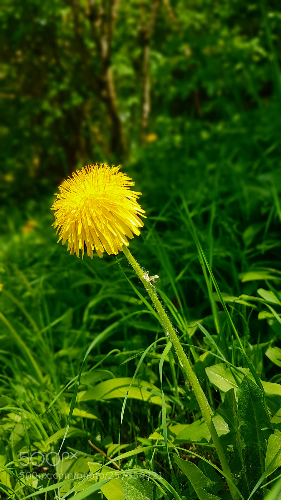 Samsung Galaxy S7 Edge sample photo. Lonely dandelion photography