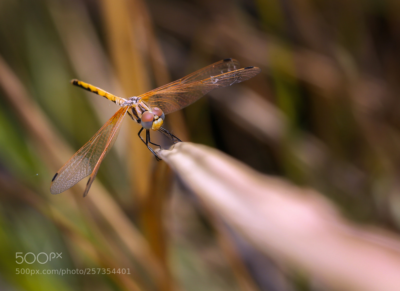 Canon EOS 6D sample photo. Dragonfly photography