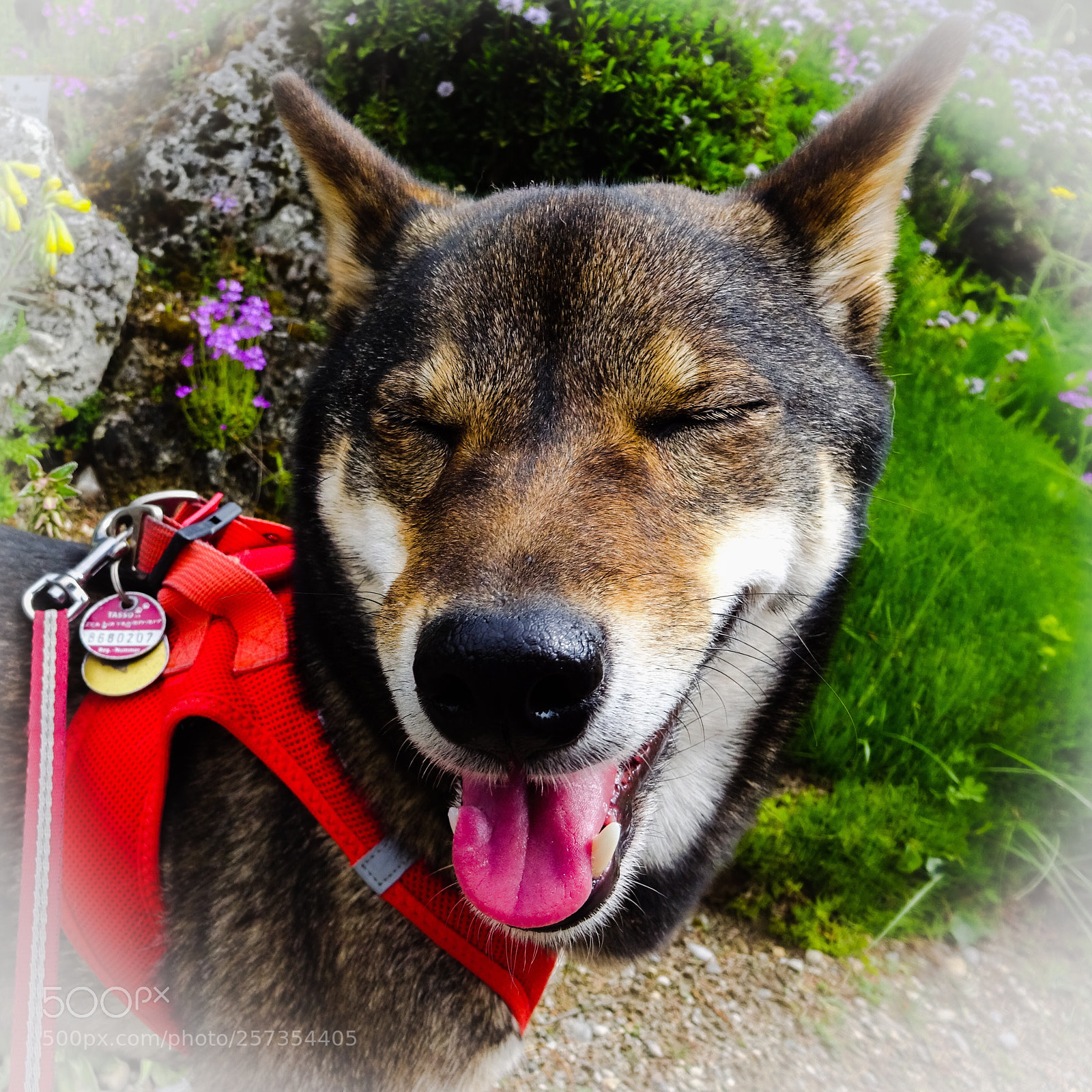 Sony Cyber-shot DSC-WX350 sample photo. Happy dog  photography