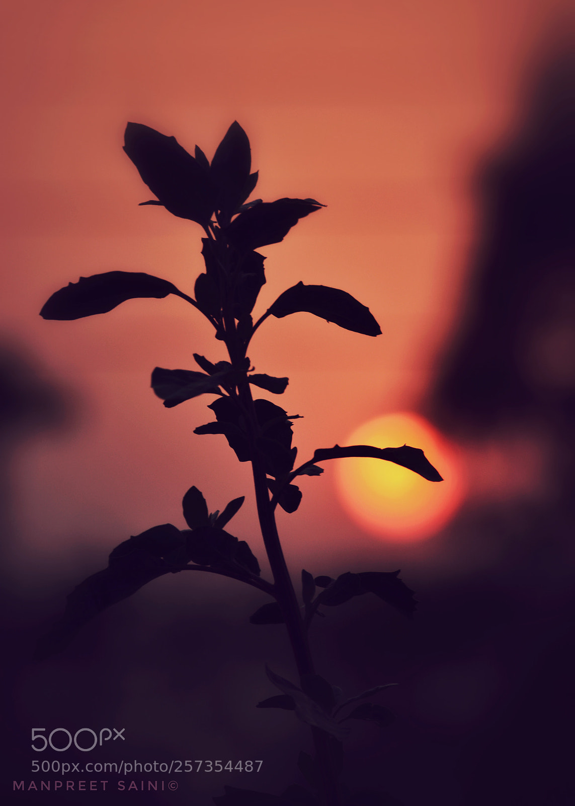 Nikon D5200 sample photo. Plants photography