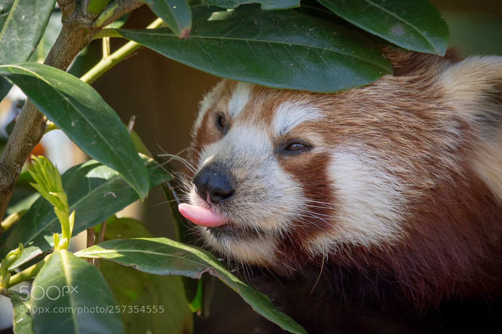Nikon D7200 sample photo. Red panda photography