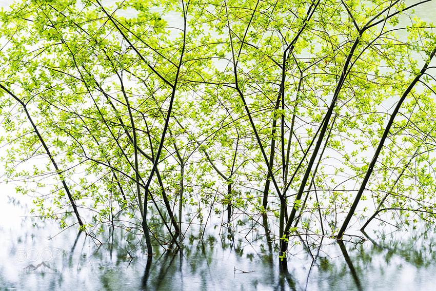Nikon D800 sample photo. Green spring photography