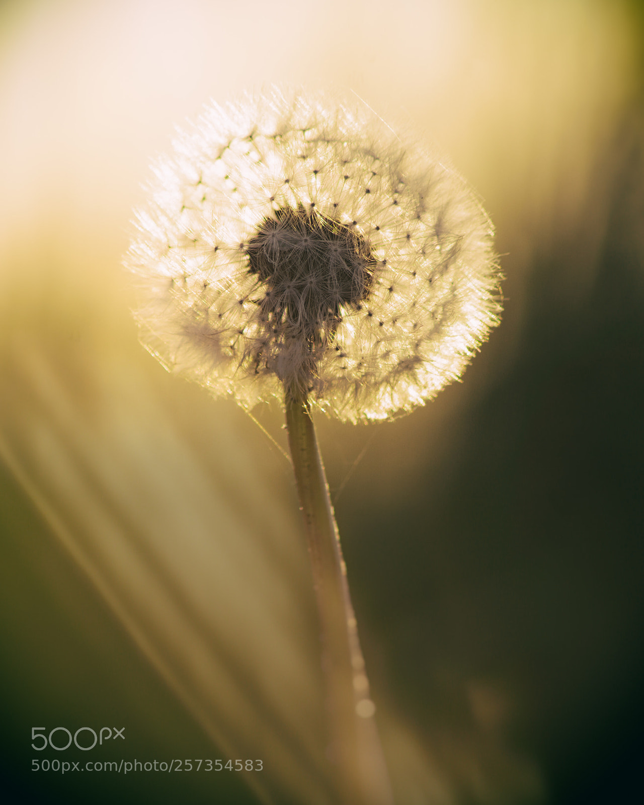 Sony ILCA-77M2 sample photo. Dandelion in the sun photography