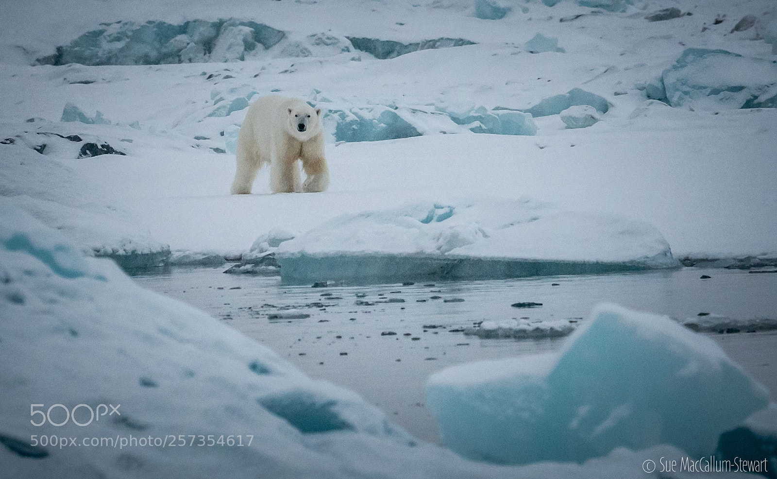 Olympus OM-D E-M1 Mark II sample photo. Polar bear in the photography