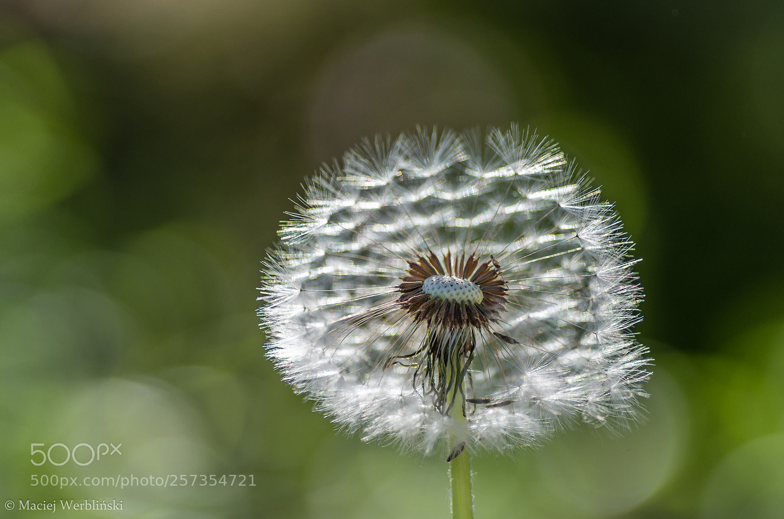 Pentax K-50 sample photo. Dandelion photography