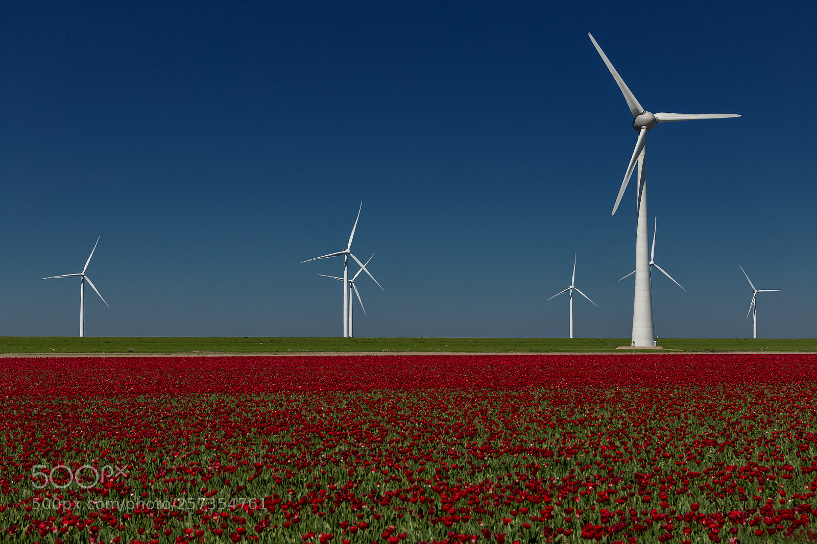 Canon EOS 6D sample photo. Tulips guardians photography