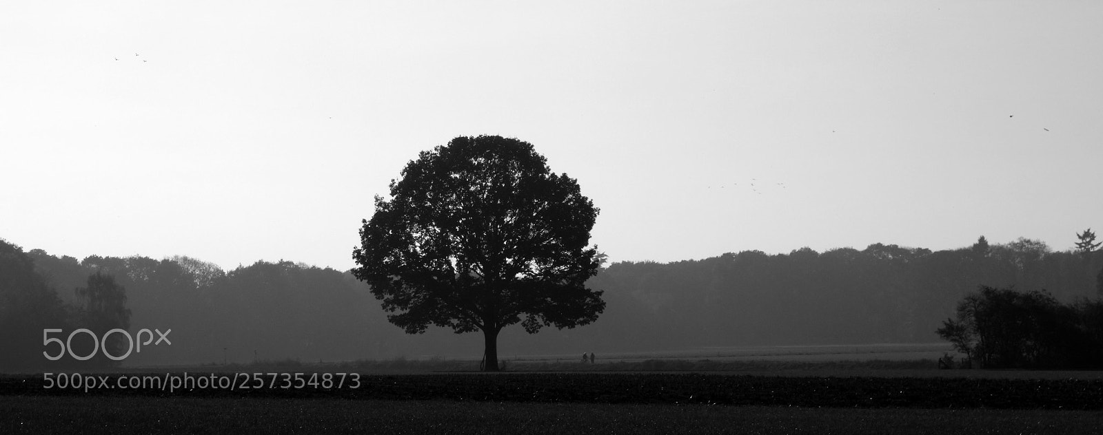 Sony Cyber-shot DSC-RX100 II sample photo. Tree photography