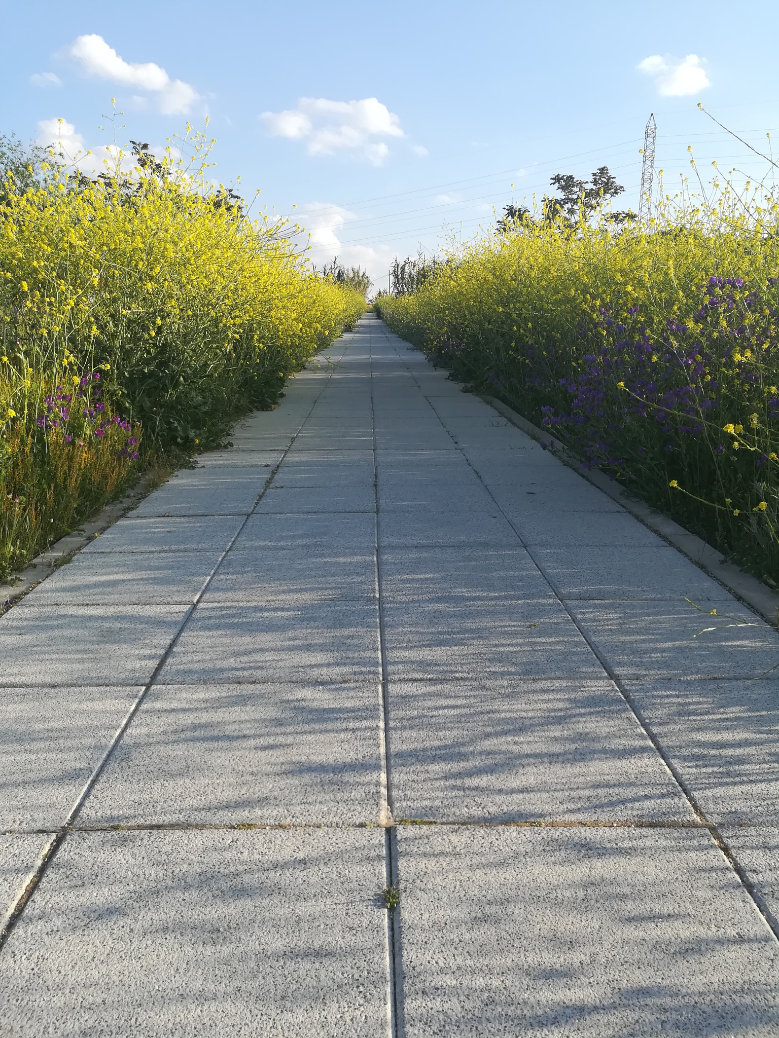 HUAWEI honor 6x sample photo