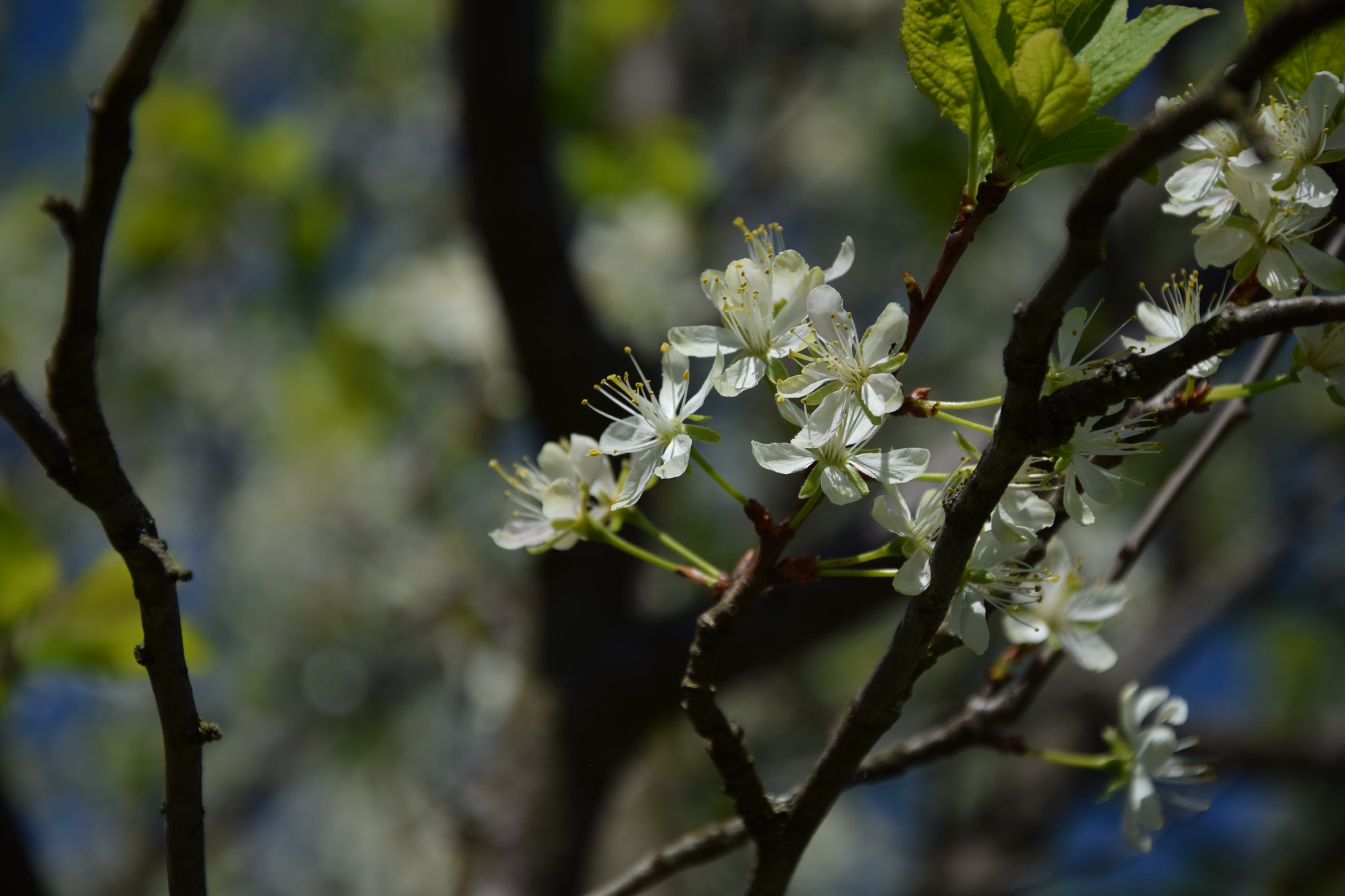 Nikon D3300 sample photo. Spring photography