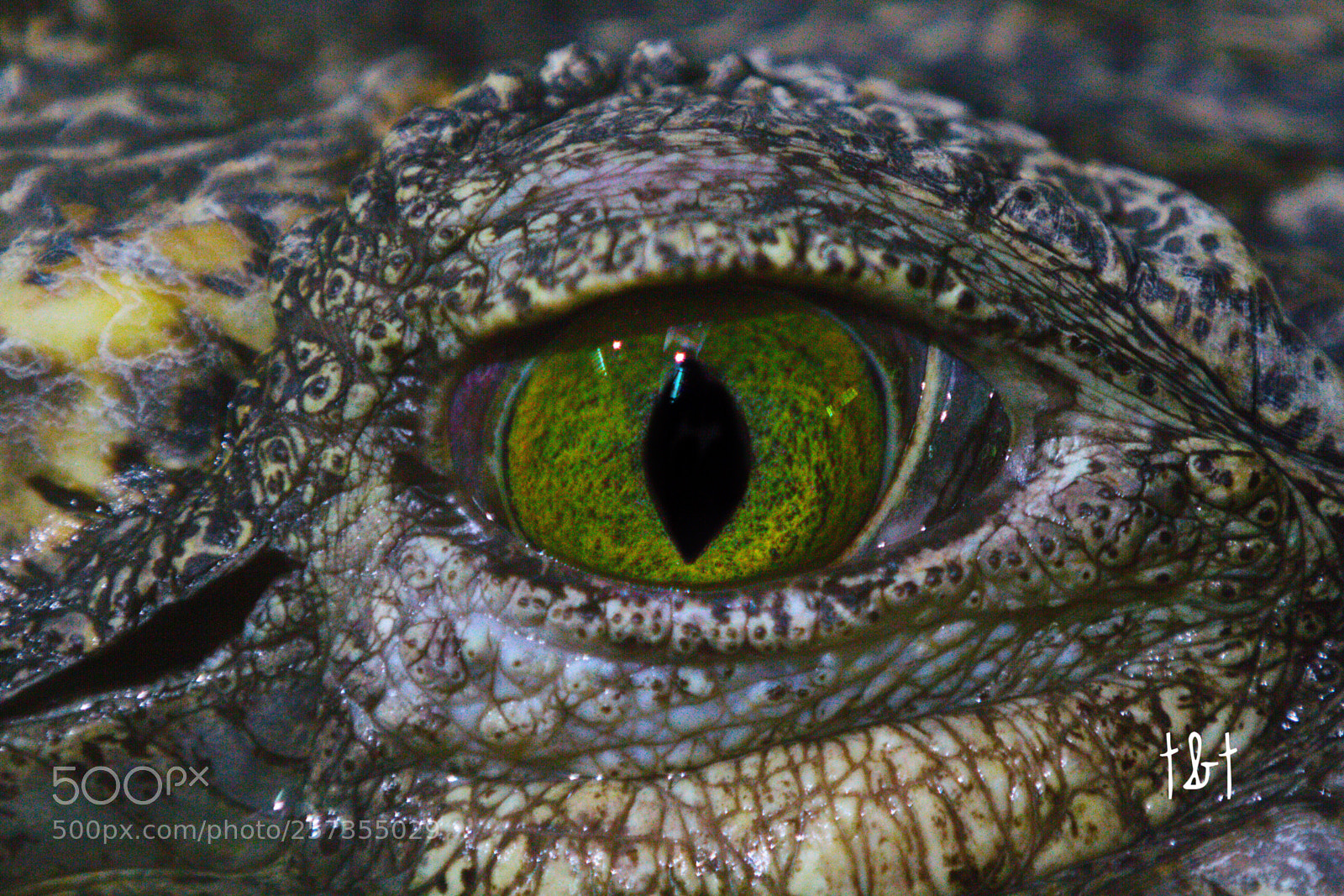 Canon EOS 7D sample photo. Untitled photography