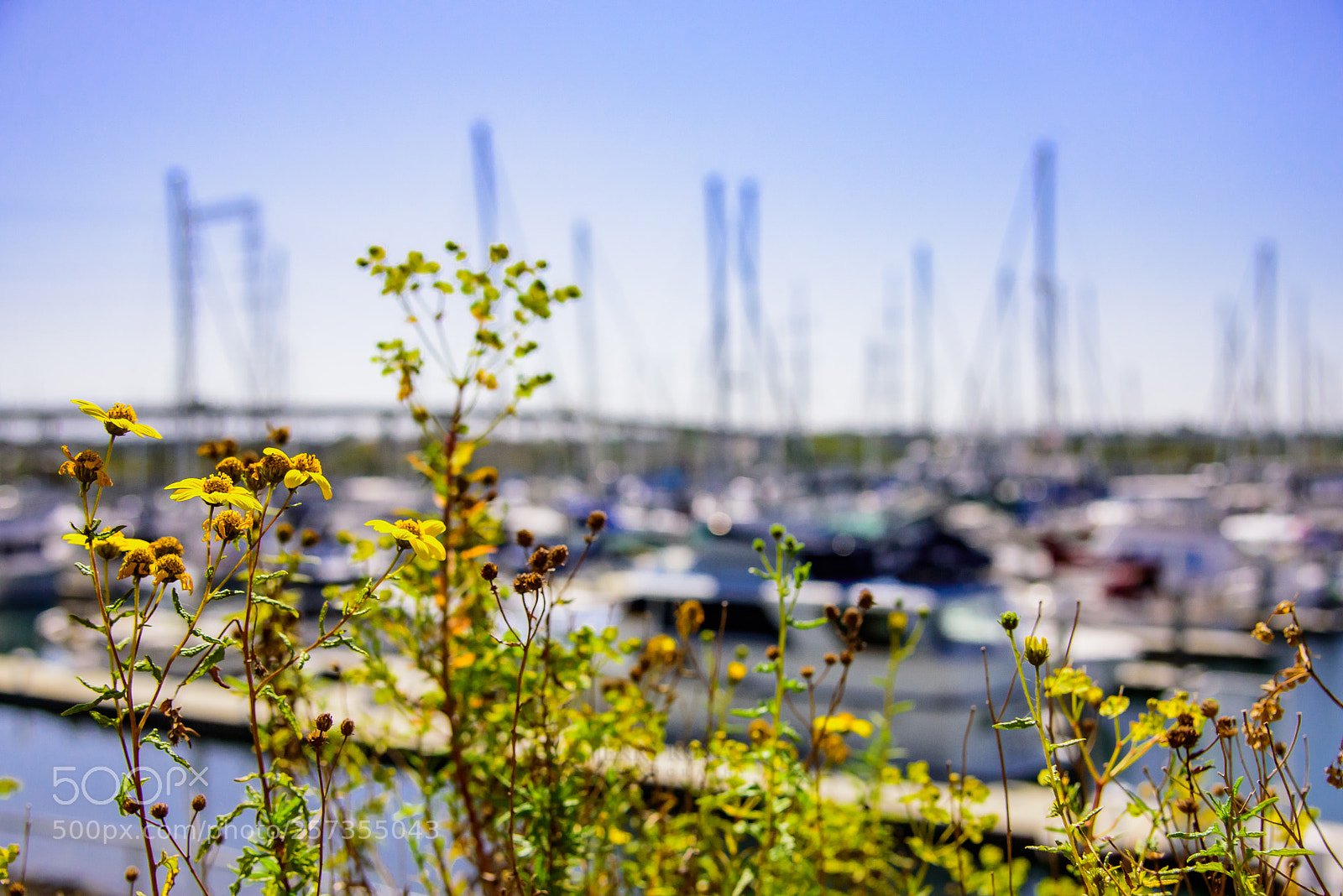 Nikon D750 sample photo. Pier 32 marina in photography