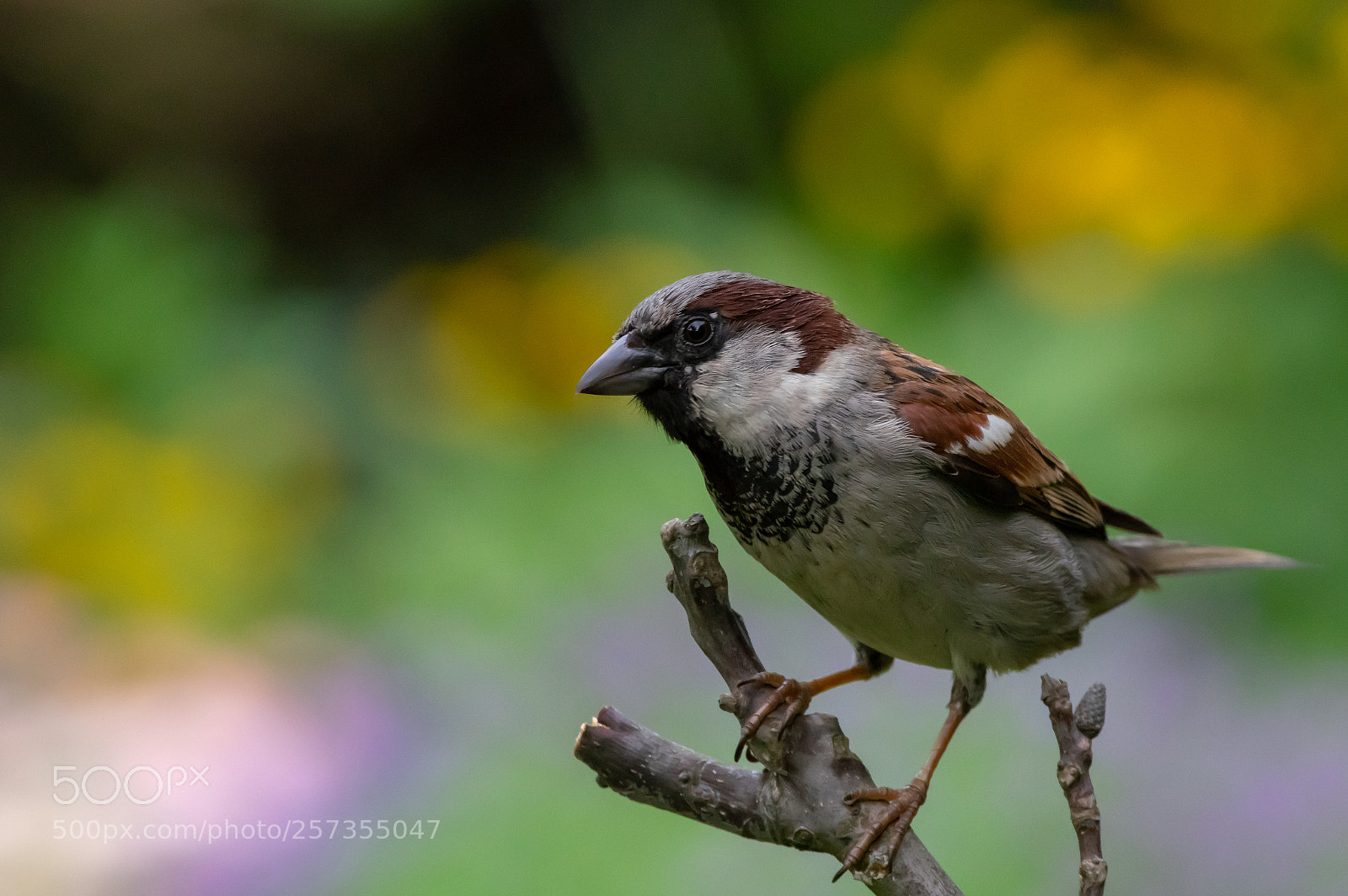 Pentax K-3 sample photo. House sparrow photography
