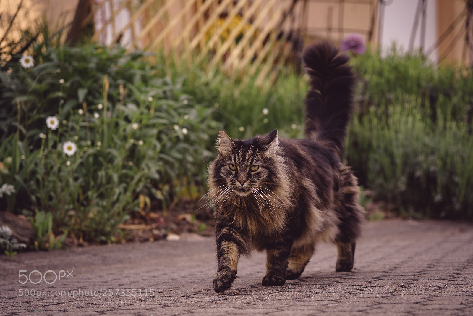 Nikon D750 sample photo. Territory patrol - 129 photography