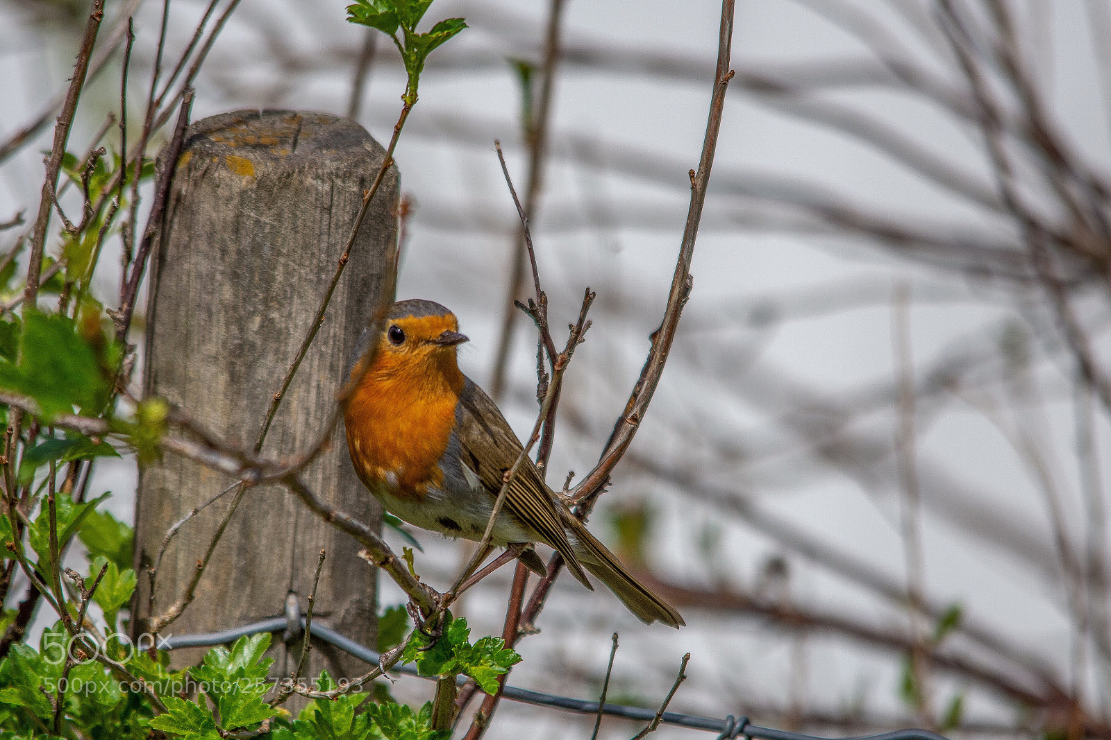 Nikon D7200 sample photo. Robin photography