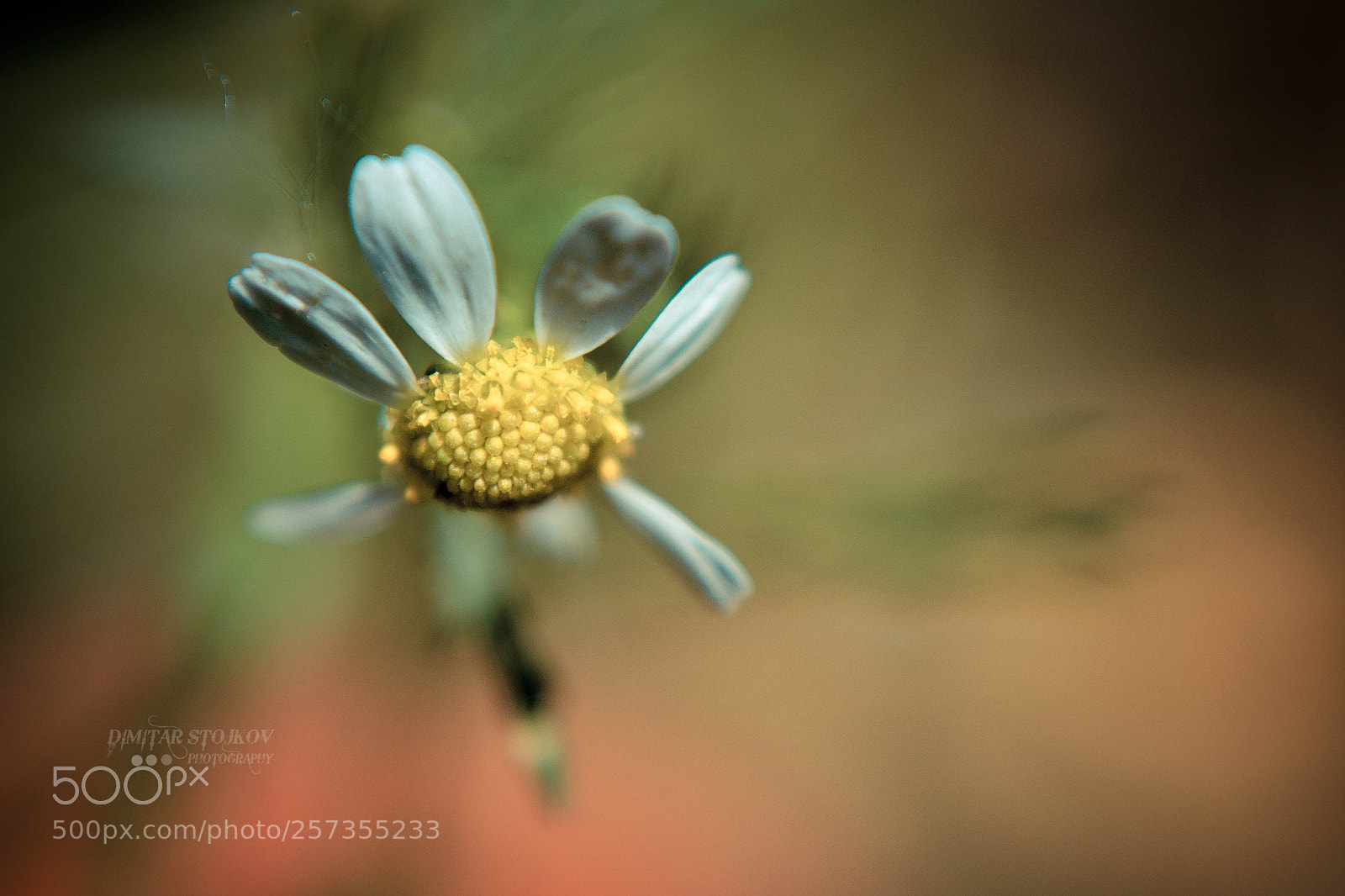 Nikon D5200 sample photo. Macro flower photography