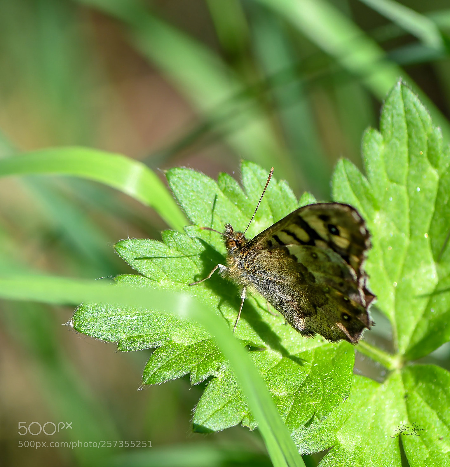 Nikon D500 sample photo. Butterfly photography