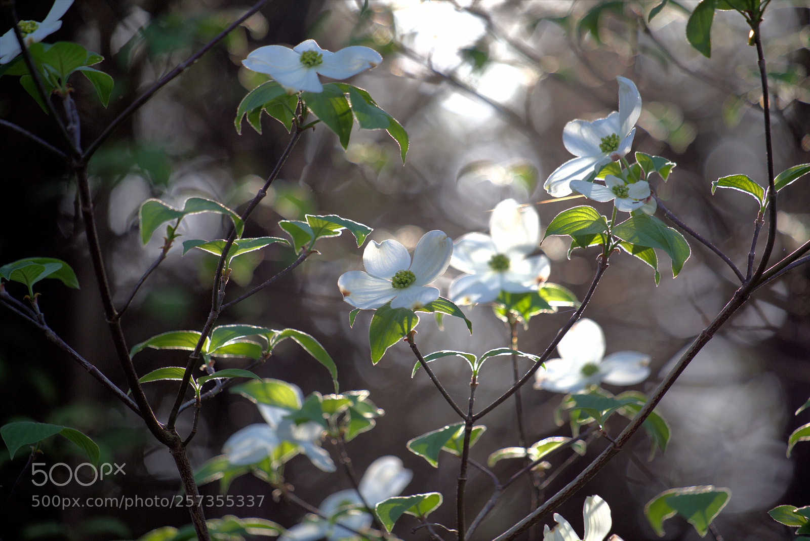 Canon EOS 6D sample photo. Dogwood tree photography