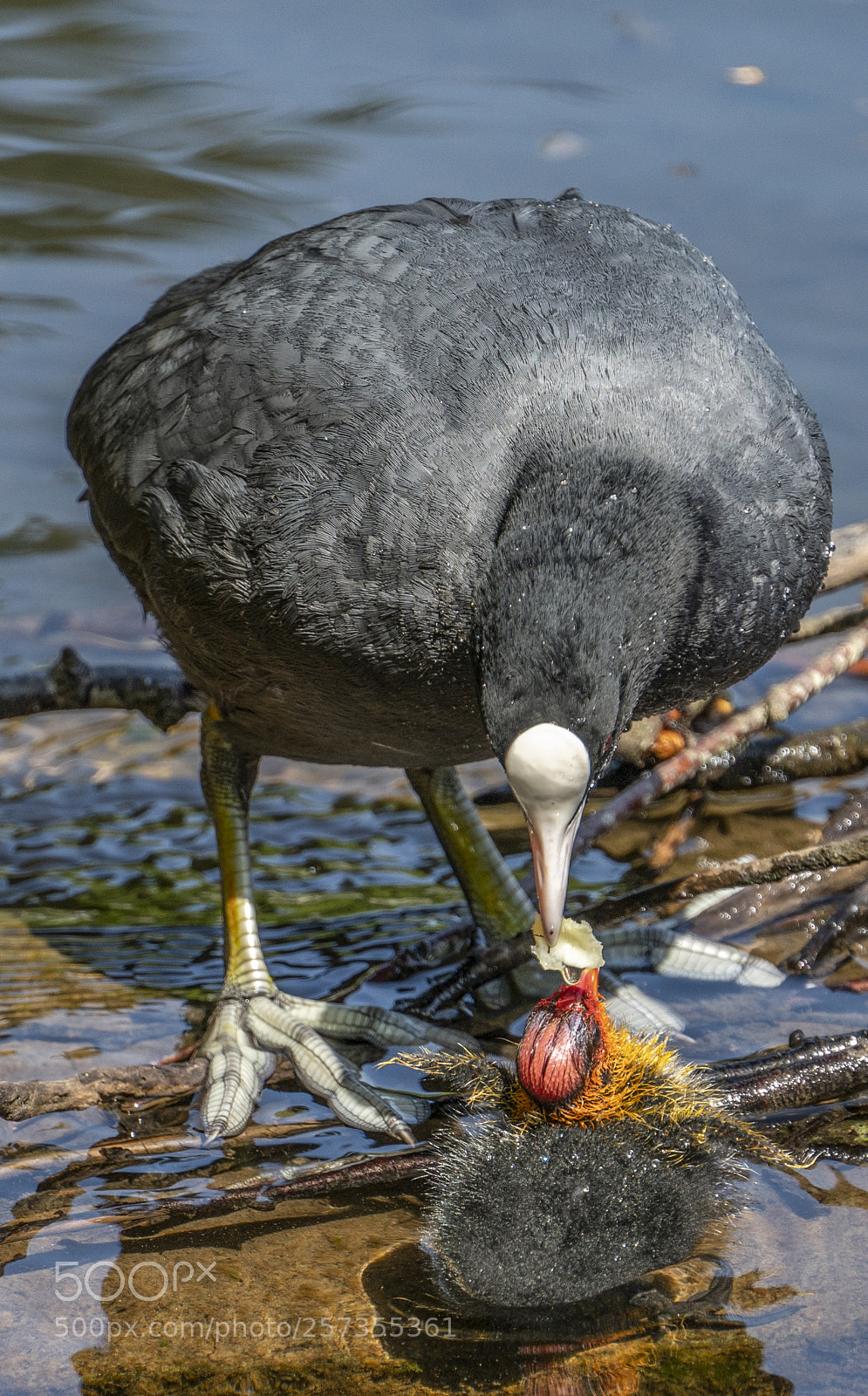 Sony a7R II sample photo. Coot and her chick photography