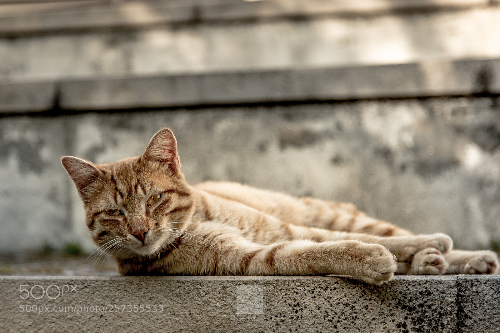 Canon EOS 6D sample photo. It's a lazy afternoon... photography