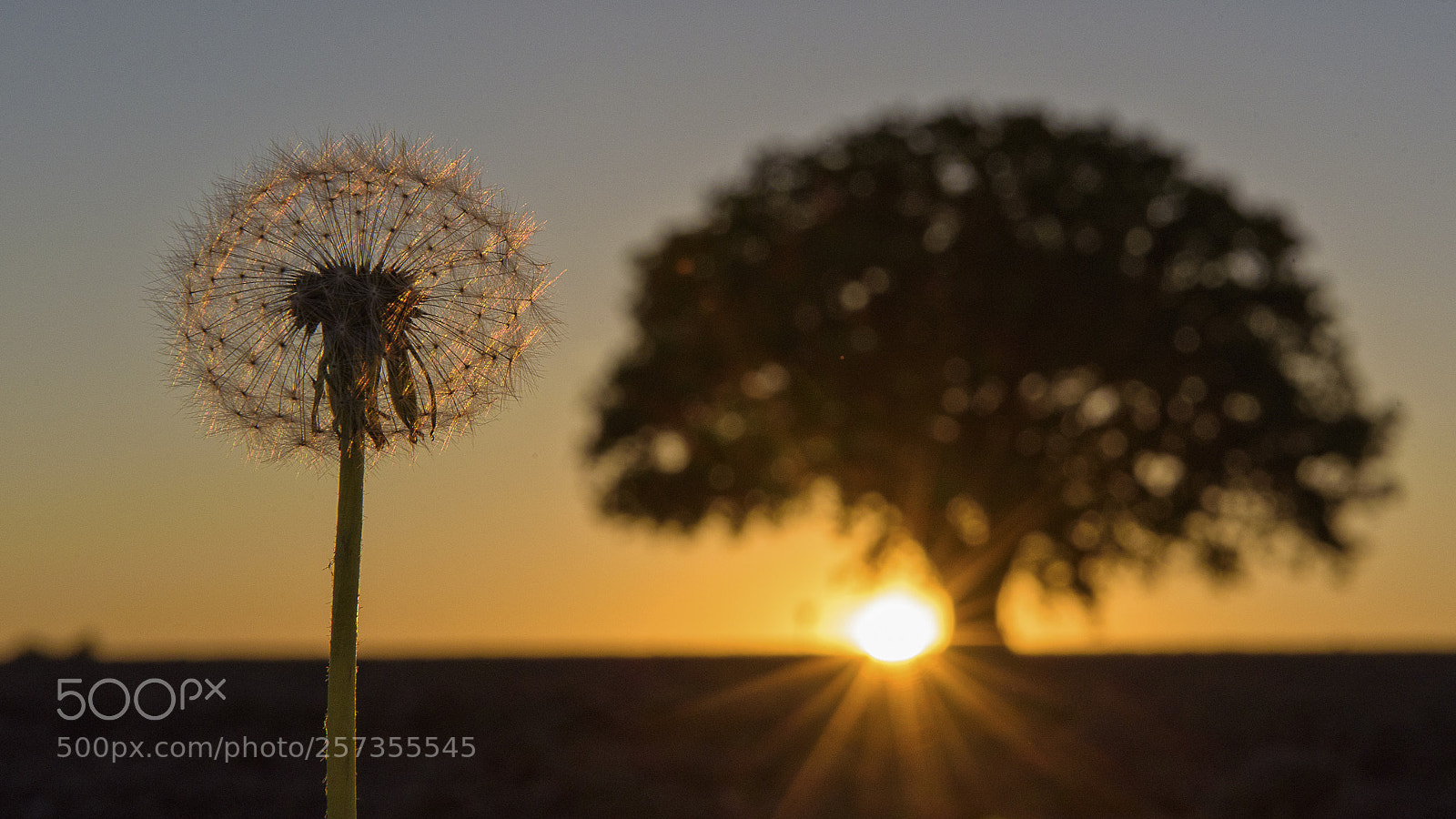 Nikon D750 sample photo. Meeting at sunset photography
