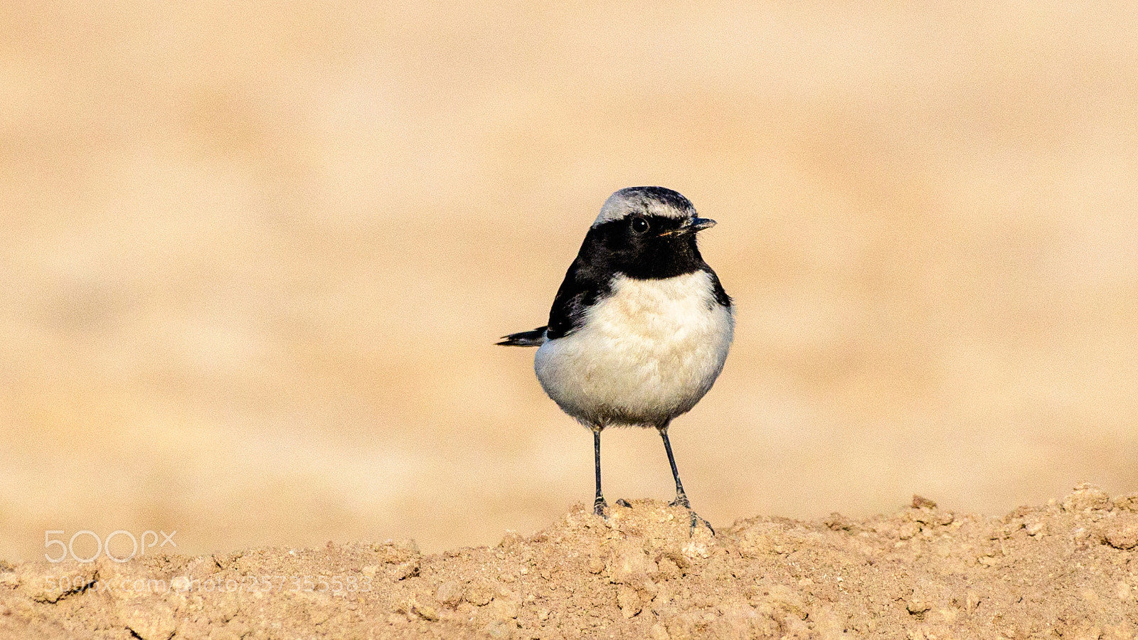 Nikon D500 sample photo. Pied wheatear photography
