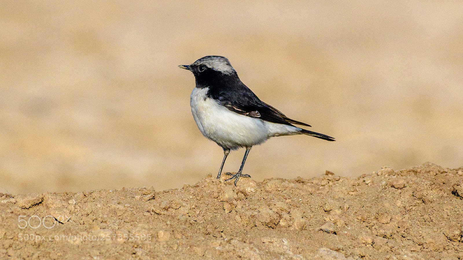 Nikon D500 sample photo. Pied wheatear photography