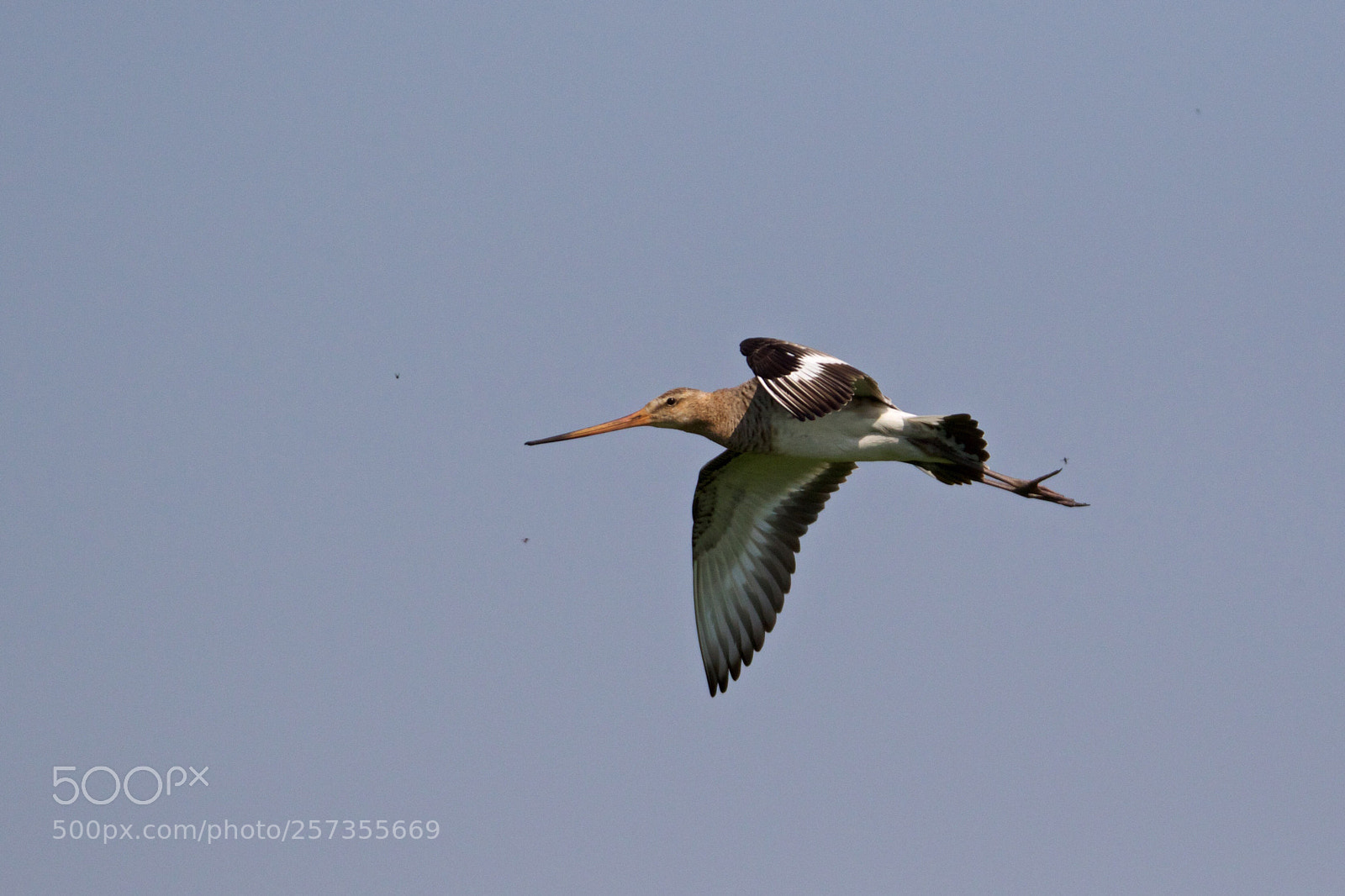 Canon EOS 7D Mark II sample photo. Black-tailed godwit - limosa photography
